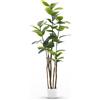 Maia Shop Ficus Elastica 180 cm - Pianta Artificiale da Interno | Pianta Artificiale Alta con Foglie Realistiche per Casa Soggiorno Ingresso Ufficio - Vaso Nero Incluso