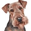 BNHKM Kit Pittura Diamante 5D Fai da Te Airedale Terrier Cane Trapano Completo di Cristallo Strass Ricamo Ricamo Immagini Arti per la Decorazione della Parete di casa
