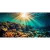MIRRORANG 61x30cm Sottomarino Tema Acquario Acquario Sfondo Sole Barriera Corallina Mondo Subacqueo Acquario Poster Sfondo