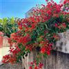Generic bouganville - rampicante ufficio balcone esterni 2piante