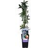 Arborix Pianta di Passiflora Caerulea su alto alto cm 11 h 60cm