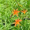 Generic hemerocallis - Vecchie varietà resistenti giardino biologici 10semi