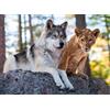 Nathan Puzzle Lupo e Leone - puzzle per bambini da 500 pezzi