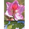 Tropica - albero di orchidee (Bauhinia variegata) - 8 semi