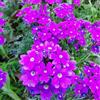 Generic verbena ibrida facile coltivare resistenti balcone crescita sul per 150semi