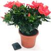 POWERS TO FLOWERS - HIBISCUS, IBISCO ROSSO XXXL, VASO 30CM, OFFERTA ULTIMI 10 PEZZI!!! pianta vera