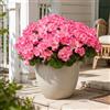 Aisamco 6 Fiori Geranio Seta Esterno UV Resistente | Piante finte, Giardino casa, Fioriera finestra, Cortile tavolo