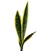 ZWEquipint Pianta di serpente artificiale, 50 cm, realistica sansevieria finta in vaso, verde finto per decorazione di casa e ufficio (verde)