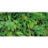 MIRRORANG 120x50cm Terrario Tropicale Sfondo Piante Tropicali Foglie Acquario Sfondo Rainforest Rettile Habitat Sfondo Durevole Vinile Sfondo