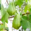 Generic chayote ornamentale di varietà antiche balcone biologici balcone 200semi