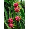 Generic 1 Talee - dragon fruit (pitaya, pitahaya) * rossa | dragon fruit (pitaya, pitahaya)
