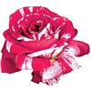 Rose Barni Scentimental®, rosaio vivo Rose Barni®, rosa profumata rossa striato di bianco, pianta rustica fiori grandi, coltivazione in vaso, aiuole e bordure, resistente ai parassiti e qualsiasi clima cod.72096