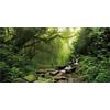 MIRRORANG 120x50cm Tropicale Foresta pluviale Terrario Sfondo Cascata Acquario Sfondo Lago Acqua Nebbioso Verde Albero Rettile Habitat Sfondo Durevole Vinile Sfondo
