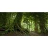 MIRRORANG 120x50cm Profonda Foresta Terrario Sfondo Acquario Tropicale Sfondo Nebbioso Verde Enormi Alberi Rettile Habitat Sfondo Durevole Vinile Sfondo