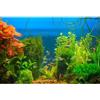 MIRRORANG 91x41cm Sfondo Acquario Pianta Acquatica Acquario Sfondo Subacqueo Letto Fiume & Lago Sfondo Acquario