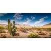 MIRRORANG 120x50cm Terrario Sfondo Cielo Blu Deserto Oasi Cactus Rettile Habitat Sfondo Vinile Sfondo