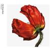 Pet Shop Boys Release: Further Listening (CD) Album Digipak