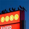 Nebraska Chant Des Oiseaux EP (Vinyl LP) 12" EP