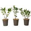 Plant in a Box - Lonicera kamtchatica - Set di 3 - Caprifoglio - Piante di mirtillo resistenti - Vaso 9cm - Altezza 25-40cm