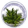 Tropica - Cryptocoryne crispatula 1-2 Grow ! - Pianta d'acquario viva