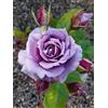 Rose Barni Novalis®, rosa viva di Rose Barni®, rosa in vaso rifiorente, fiori medi a coppa, profumo delicato, colore lilla lavanda, cod. 76047