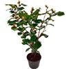 Plant in a Box - Camellia japonica 'Dr. King' - Rosa giapponese - Pianta di camelia rustica - Vaso 15cm - Altezza 50-60cm