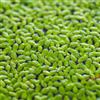 Generic lenticchia d'acqua tappezzanti coltivazione di giardino resistenti 600semi