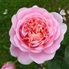 Rose Barni Eustacia Vye®, rosaio viva di Rose Barni®, rosa in vaso English Roses®, fiori medio grandi a coppa, profumo intenso, colore sfumato rosa albicocca, cod. 71111