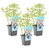 Bloomique - Set di 3 - Mentha Aquatica - Menta d'Acqua - Pianta Acquatica - Pianta da Stagno - Resistente al Freddo - Alte 10-20 cm - Vaso 9 cm