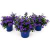 POWERS TO FLOWERS - SOLANUM RANTONETTI, 3 PIANTE, vaso 14 cm, piante vere