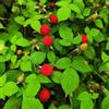 Generic fragola selvatica - giardino biologico varietà antiche copertura 500semi