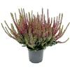 exotenherz Calluna vulgaris - Set di 3 piante - Brughiera - Pianta erica - Resistente - Vaso da 11 cm - Rosa