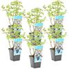 Bloomique - Set di 6 - Mentha Aquatica - Menta d'Acqua - Pianta Acquatica - Pianta da Stagno - Resistente al Freddo - Alte 10-20 cm - Vaso 9 cm