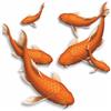 LaoGraphics Adesivi Pesce Koi Arancione, Decalcomanie Resistenti all'Acqua e alle Intemperie con 0% di Trasparenza, Coprono i Segni, Decorazione da Parete Vita Marina, Auto e Progetti per la Casa. (Pesce Rosso)
