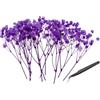 PATIKIL Mini Kit Fiori Secchi Di Gypsophila, 30Pz Mazzi Di Fiori Pressati Naturali Rosa Viola 4 Pollici Con Pinzetta Per DIY Resin Crafts Regalo Decorazioni Per Matrimoni Natale Bouquet