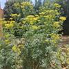 Generic rue - giardino rialzata balcone primaverili selvatiche giardino roccioso orticole 150semi