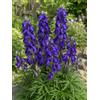 SaatPilot | Aconitum napellus | 250 semi | Aconito napello | Strozzalupo | Pianta ornamentale | Fioritura estiva