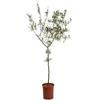 Vivaio di Castelletto Ulivo Olivo varietà cipressino Olea europea pianta vaso 4 lt h 120/140 cm | Vivaio di Castelletto