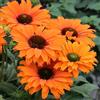 GardenersDream Echinacea SunSeekers Mineola Piante da Giardino Pronte per Esterni Pianta Perenne in Vaso