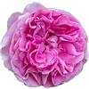 Rose Barni Gertrude Jekill®, rosa viva di Rose Barni®, cespuglio in vaso English Roses®, fiori grandi a coppa, profumati, colore rosa carico, cod. 71116.