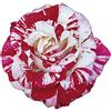 Rose Barni Rock&Roll®, di Rose Barni®, rosa in vaso, colore striato rosso bianco profumo intenso, linea prestigio, ideale per coltivazione in vaso, composizioni e cespugli, rifiorente e resistente cod. 71233
