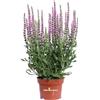 eGarden.store Pianta di Salvia Nemorosa Sensation pianta ornamentale da esterno giardino balcone terrazzo pianta vera fiori vari colori venduta da eGarden.store (Rosa)