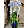 POWERS TO FLOWERS - AGAPANTO, AGAPANTHUS MULTIFLORA A FIORE BLU, VASO 17CM DIAMETRO, pianta vera