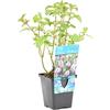 Bloomique - Mentha Aquatica - Menta d'Acqua - Pianta Acquatica - Pianta da Stagno - Resistente al Freddo - Alta 10-20 cm - Vaso 9 cm