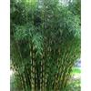 Gardenaria Fargesia Campbell - Fargesia robusta 'Campbell' Bambù Ornamentale da Esterno, Verde, 125/175 cm, Vaso 24, Non Invasivo, Sempreverde, Rustico fino a -20°C