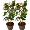 Plant in a Box - Camellia japonica 'Dr. King' - Set di 2 - Rosa giapponese - Pianta di camelia rustica - Vaso 15cm - Altezza 50-60cm