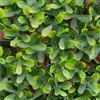 VERDELOOK | Sempreverde a Foglia Buxus Multicolore per Arredo Giardino 1x1 m, Siepe Artificiale Decorativa
