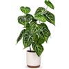 Briful Piante artificiali alte 55 cm, in vaso di ceramica, grandi piante finte a forma di cuore, piante artificiali decorative per casa, ufficio, hotel, decorazione