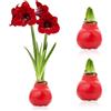 DUTCH BULBS EXCLUSIVE PLANTS FROM HOLLAN Bulbi di Amaryllis Cera Red - 2 Bulbi Fiori in Grande Formato 26/28 | Piante e Fiori Esclusivi dall'Olanda, Hippeastrum Autentico (non semi, non artificiale)