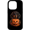 Halloween Pumpkin Dachshund Dog Owner Gi Custodia per iPhone 14 Pro Bassotto Halloween amante dei cani Jack O Lanterna faccia zucca